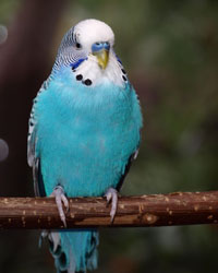 волнистый попугай самка или самец
