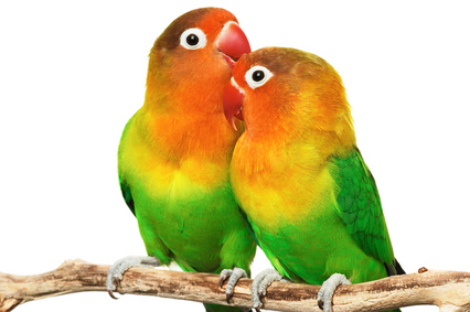 виды средних попугаев