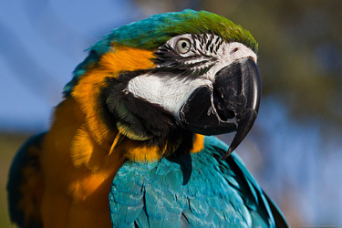 папуга ара