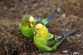 обучение разговору попугая