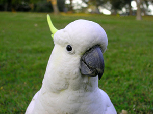 какаду папуга