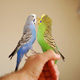 волнистые попугаи фото