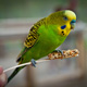 попугай отрыгивает пищу