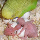 размножение попугаев