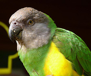 сенегальский попугай