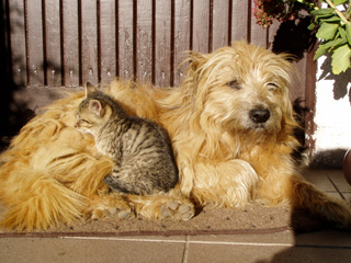 собака і кіт