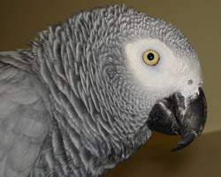 африканський сірий папуга