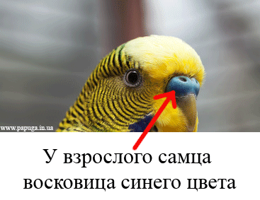 как различить пол волнистых попугаев