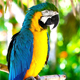 сенегальський папуга
