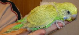 розведення хвилястих папуг