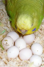 розмноження папуг