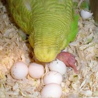 размножение волнистых попугаев