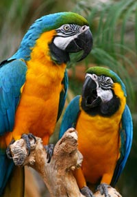питомники попугаев